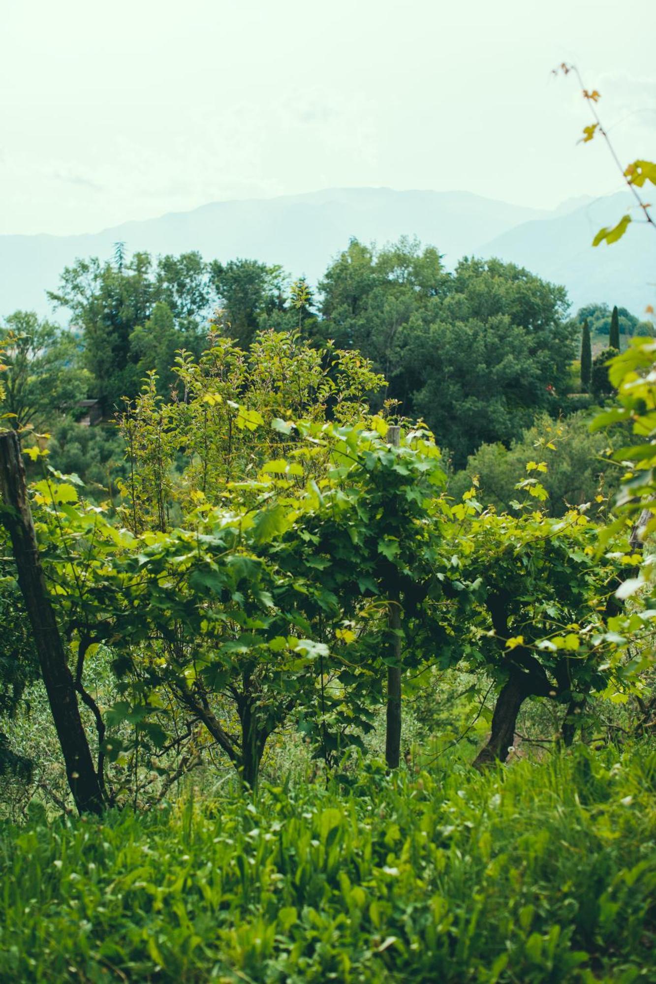Asolo Norah'S Hill Agri Rooms Monfumo Exterior photo